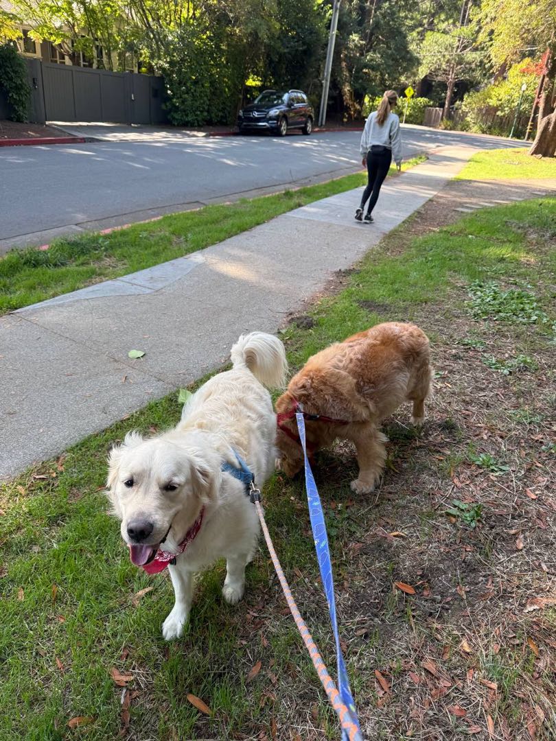 A happy dog out on a group walk