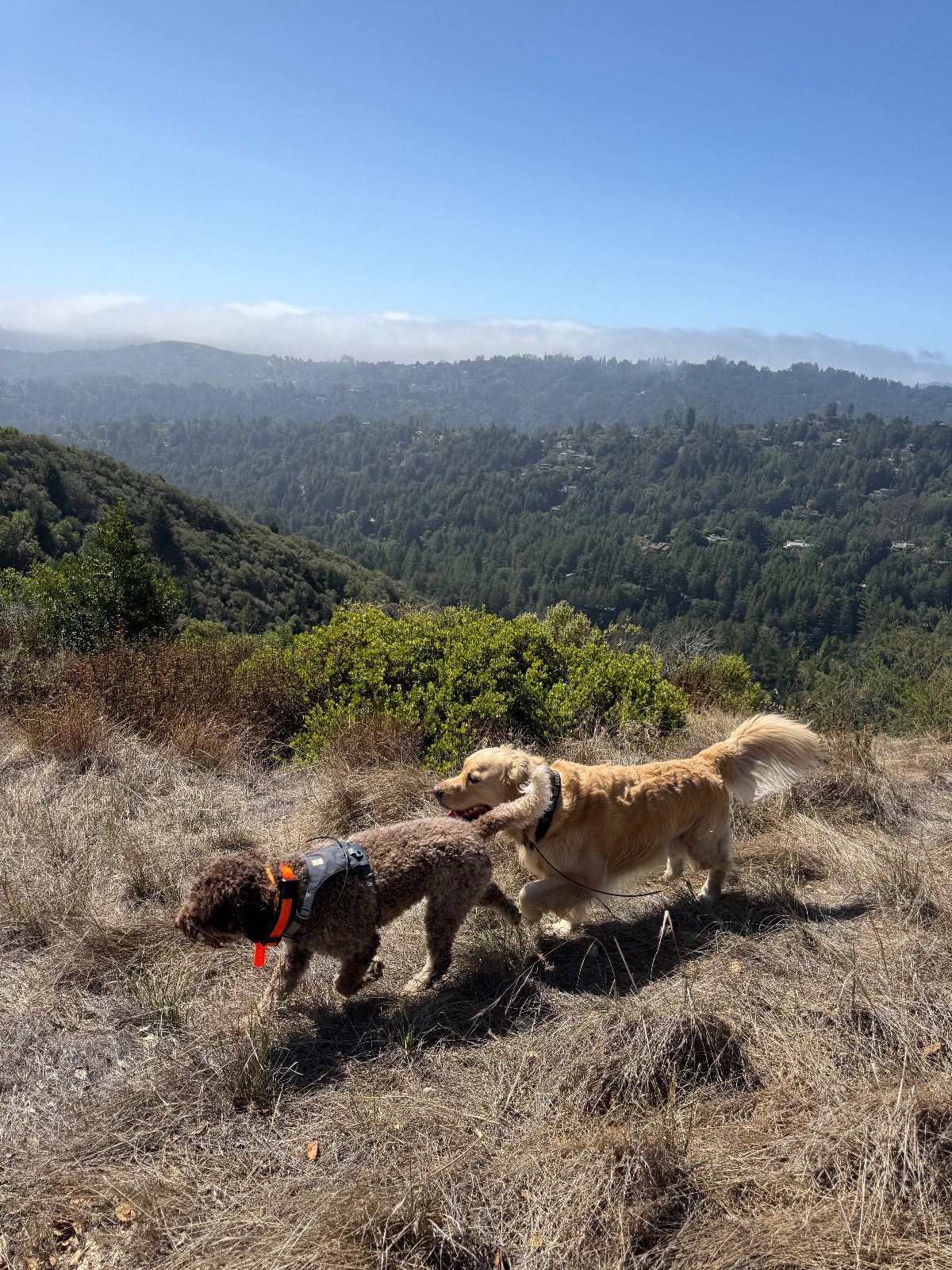 Hike report, Tue, Sep 15 · Blithedale Summit Trail · 5.5 mi · with Andy