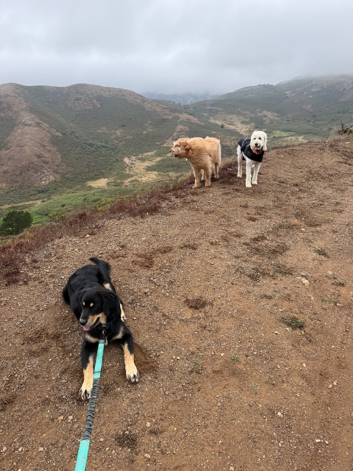 Hike report, Wed, Sep 2 · Coastal Trail · 4 mi · with Andy