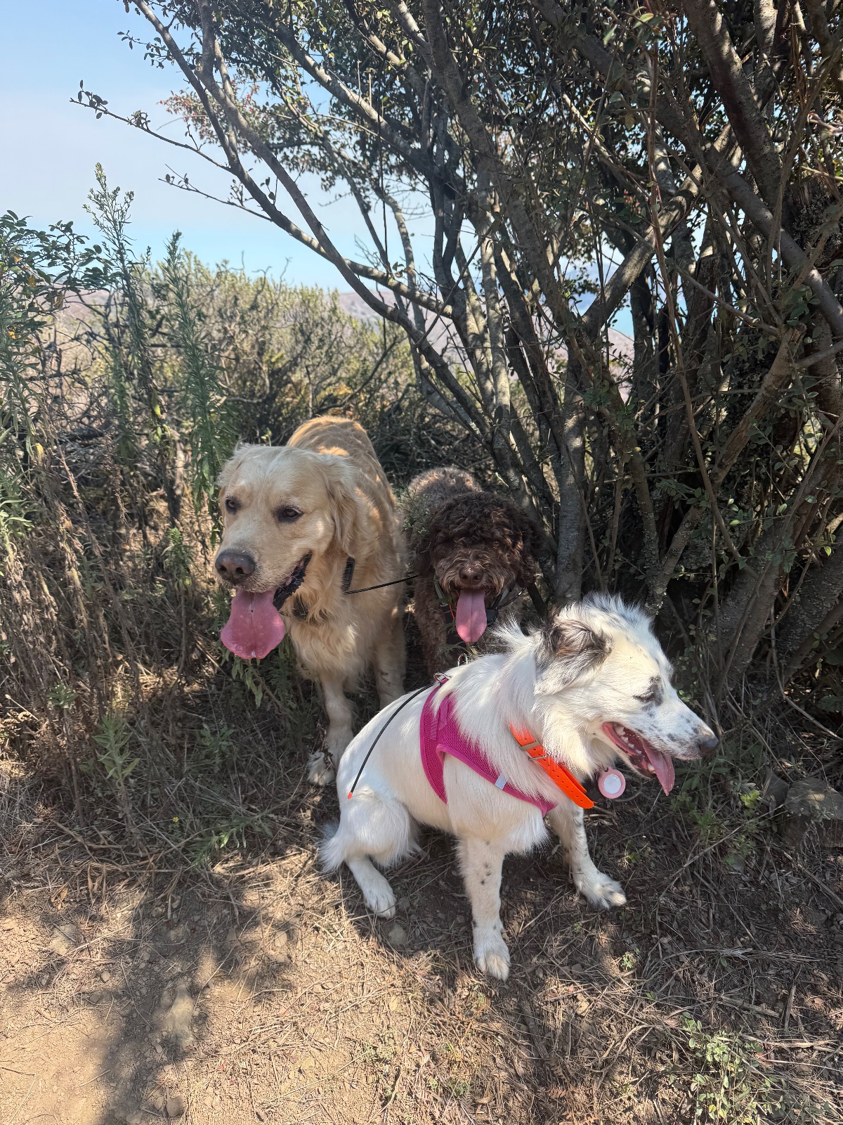 Hike report, Tue, Sep 8 · Coastal Trail · 4.5 mi · with Andy