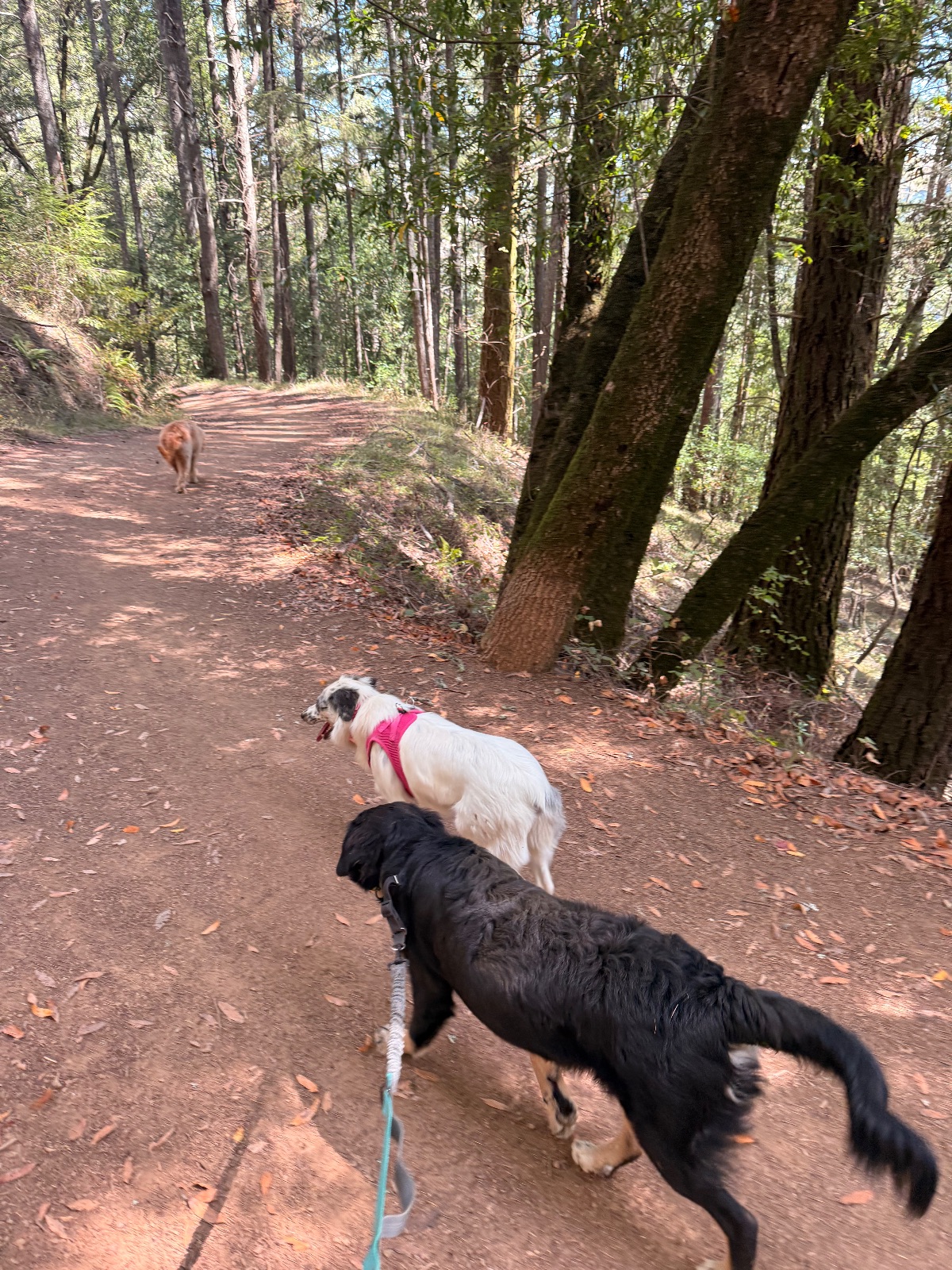 Hike report, Mon, Sep 14 · Gary Giacomini · 4 mi · with Andy